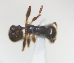 Temnothorax pergandei
