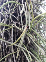 Rhipsalis floccosa