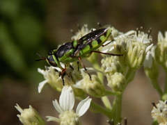 Hedriodiscus truquii