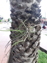 Rhipsalis floccosa