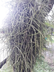 Rhipsalis floccosa