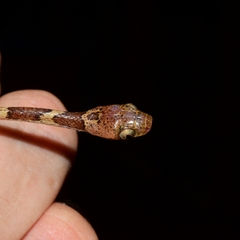 Imantodes gemmistratus