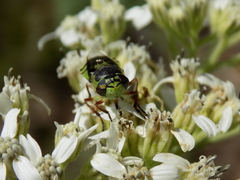 Hedriodiscus truquii