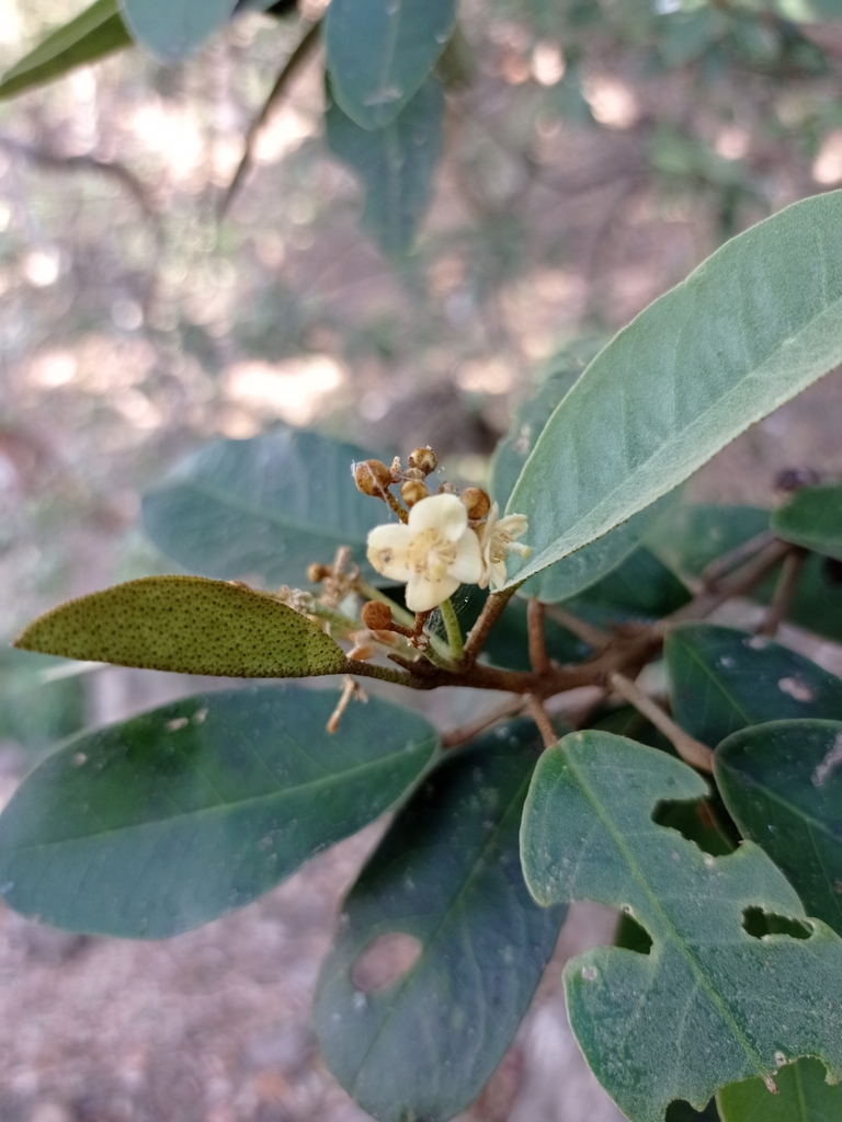 Quadrella pringlei