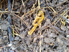 Diversibipalium multilineatum