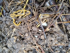 Diversibipalium multilineatum