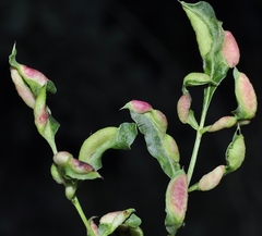 Forda marginata