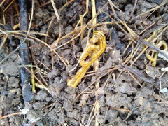 Diversibipalium multilineatum