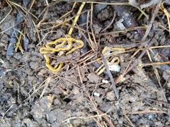 Diversibipalium multilineatum