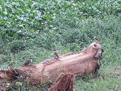 Pitangus sulphuratus