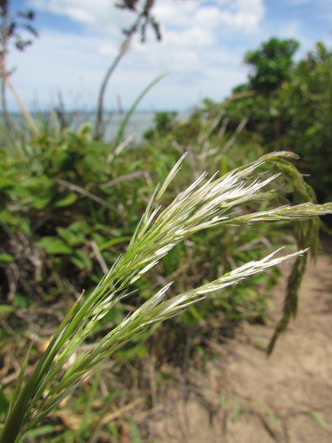 Calamagrostis alba