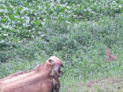 Pitangus sulphuratus