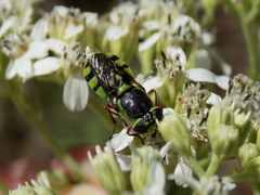 Hedriodiscus truquii