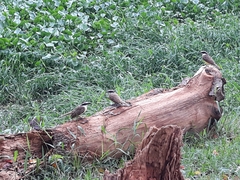 Pitangus sulphuratus