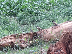 Pitangus sulphuratus