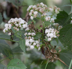 Angiospermae
