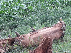 Pitangus sulphuratus