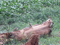 Pitangus sulphuratus