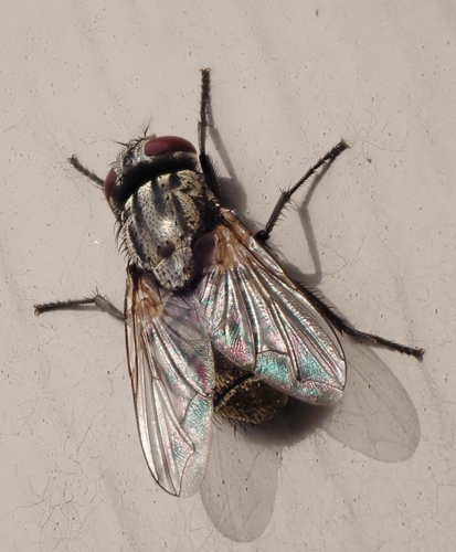Face fly photo 3