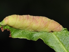 Forda marginata