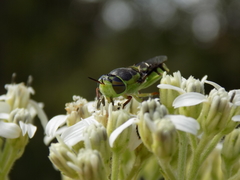 Hedriodiscus truquii