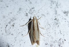 Orocrambus ramosellus