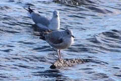 Larus delawarensis