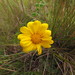 Calea ilienii - Photo (c) Flora de Santa Catarina, some rights reserved (CC BY-NC), uploaded by Flora de Santa Catarina