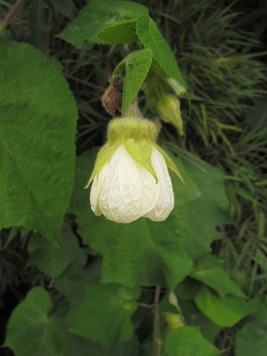 Callianthe amoena