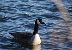 Branta canadensis