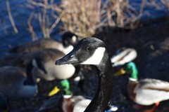 Branta canadensis