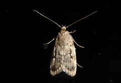 Barea exarcha