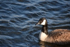 Branta canadensis