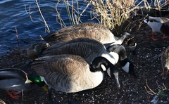 Branta canadensis