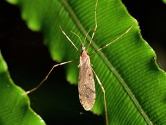 Rhamphophila lyrifera