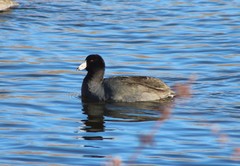 Fulica americana