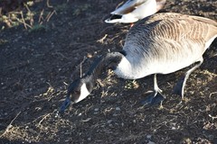 Branta canadensis