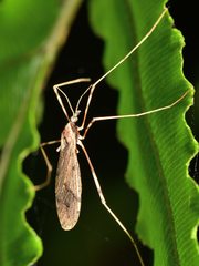 Rhamphophila lyrifera