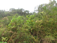 Callianthe costicalyx