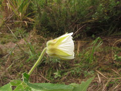 Callianthe costicalyx