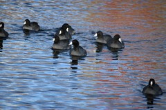 Fulica americana