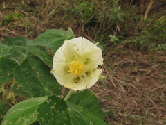 Callianthe costicalyx