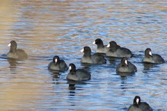Fulica americana