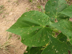 Callianthe costicalyx