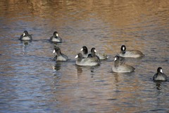 Fulica americana