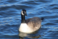 Branta canadensis