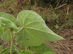 Callianthe costicalyx