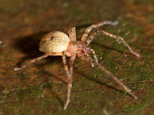 Goyenia sylvatica