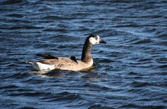 Anser anser × Branta canadensis
