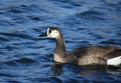 Anser anser × Branta canadensis